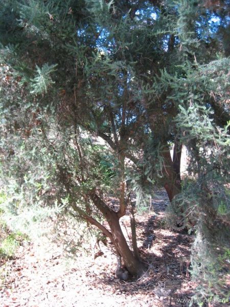 File:Erica arborea-tree heath-IMG 0799 hunt07.jpg