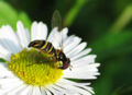 A flower-fly pollinating a Common Daisy (Bellis perennis)