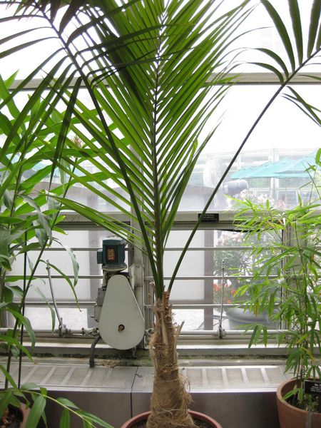 File:IMG 1023 bbg09.jpg