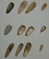 Thumbnail for version as of 15:49, 14 May 2007