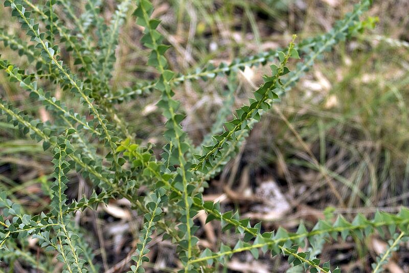 File:1024px-Acacia pravissima.jpg