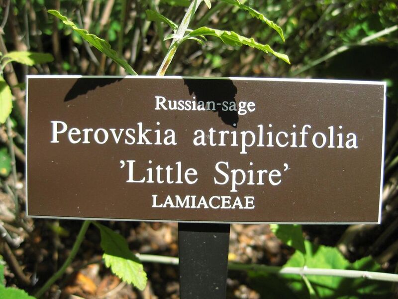 File:1024px-IMG 0046 nybg09.jpg