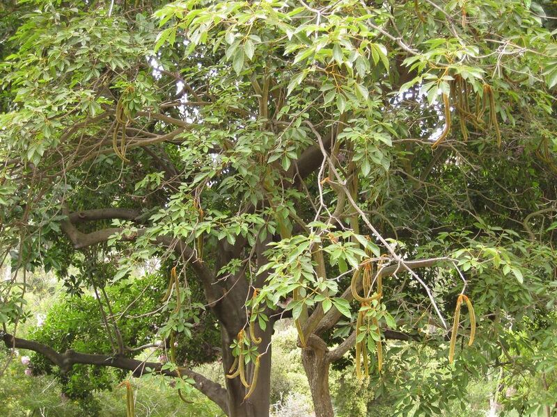 File:1024px-IMG 6977 hunt09jun.jpg