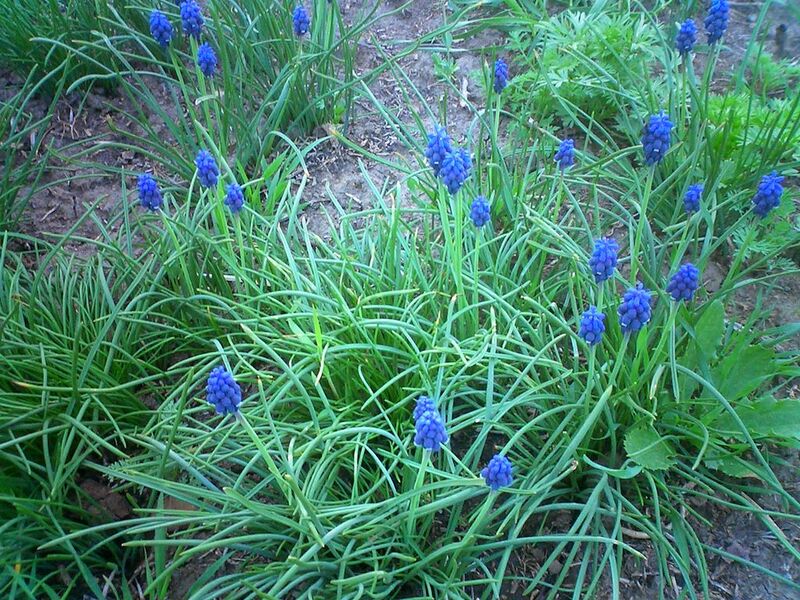 File:1024px-Muscari armeniacum.jpg