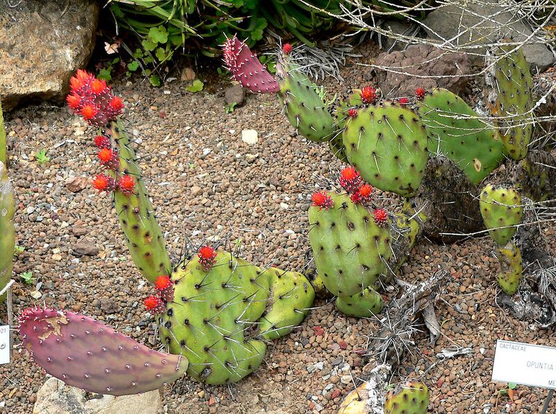 File:1024px-Opuntia riviereana 1.jpg