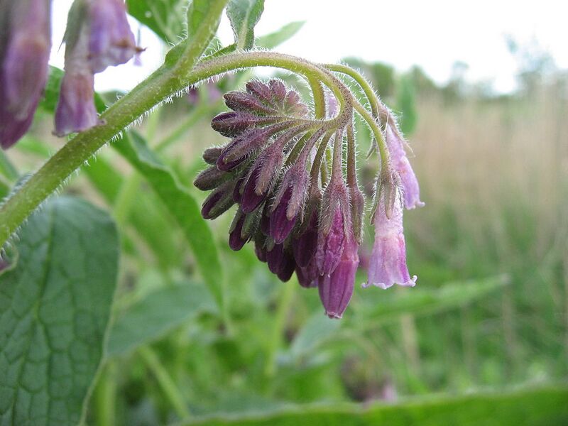 File:1024px-Symphytum xuplandicum flower 2009-05-20.jpg