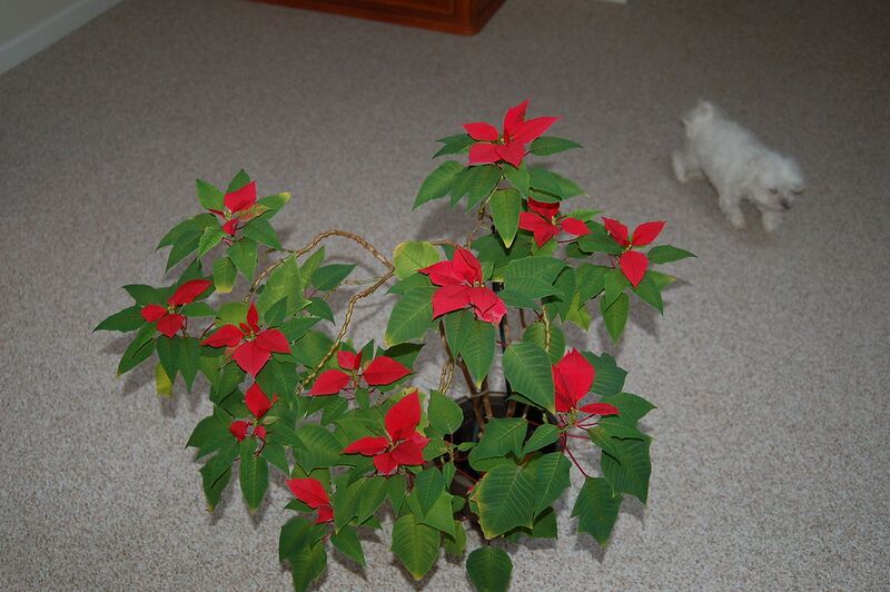 File:1280px-5-Year-Old Rescue Poinsettia.JPG