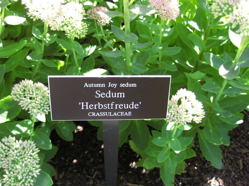 File:1280px-IMG 0006 nybg09.jpg