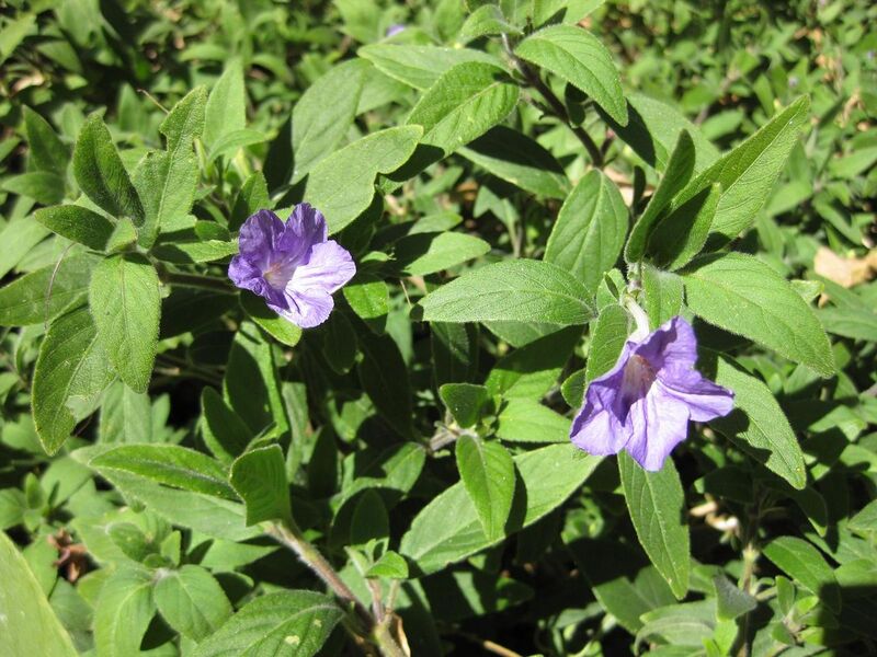 File:1280px-IMG 1930 hunt09oct.jpg