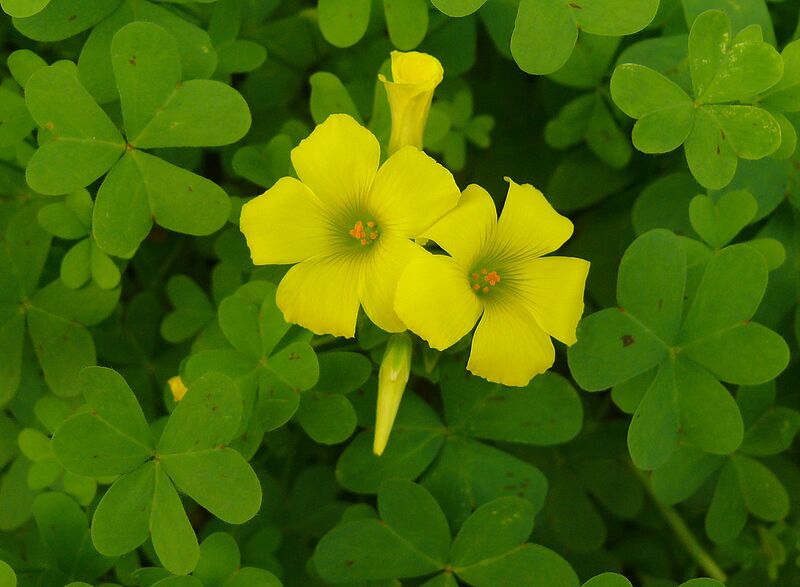 File:1280px-Oxalis-pes-caprae0021c.jpg