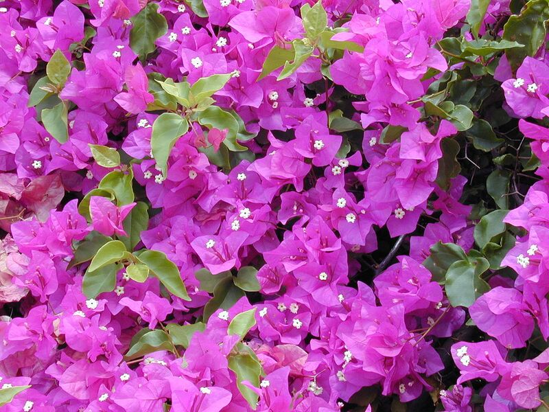 File:1280px-Starr 030418-0058 Bougainvillea spectabilis.jpg