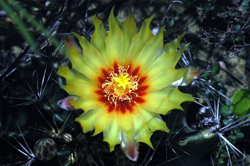 File:1280px-Thelocactus setispinus flower.jpg