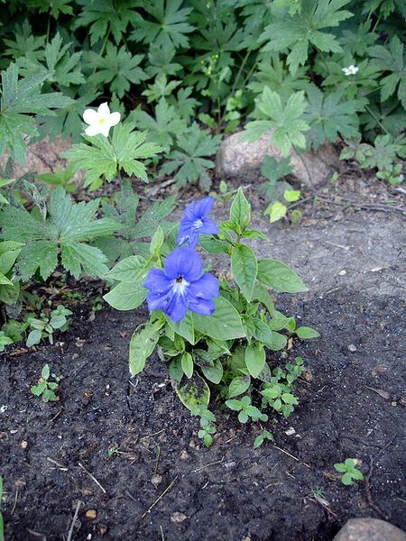 File:576px-Browallia speciosa.jpg