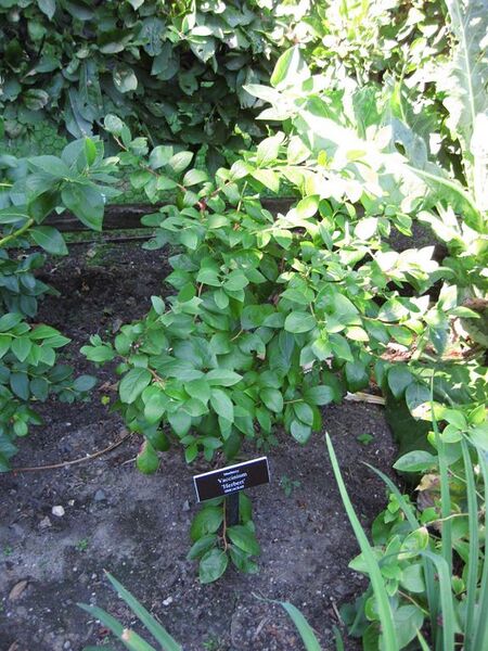 File:576px-IMG 0412 nybg09.jpg