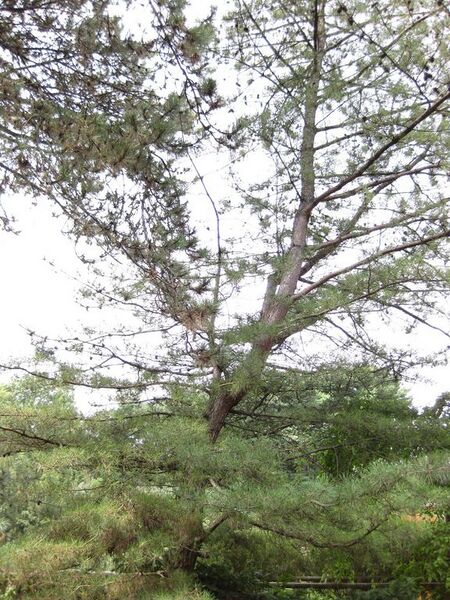 File:576px-IMG 0701 bbg09.jpg