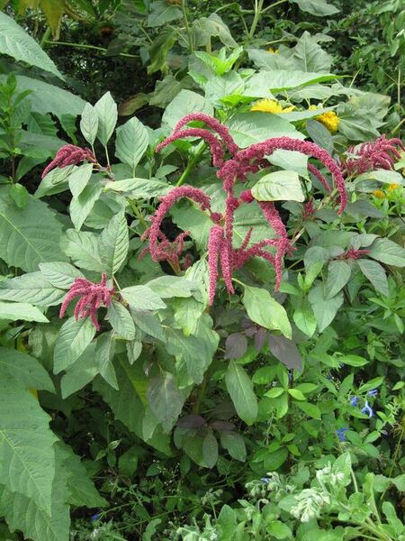 File:576px-IMG 0782 bbg09.jpg