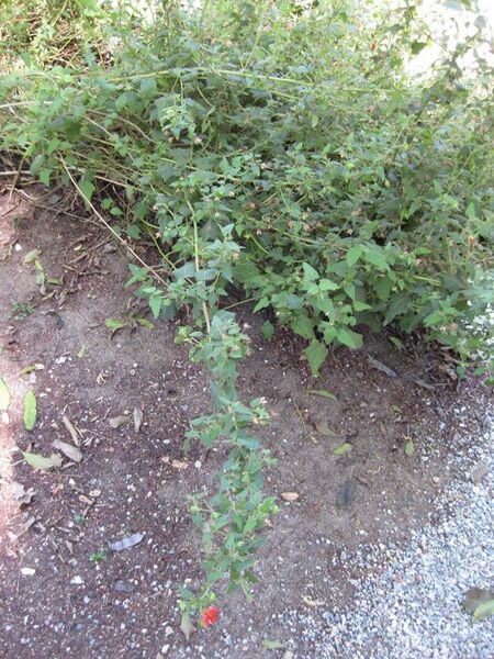 File:576px-IMG 1970 hunt09oct.jpg