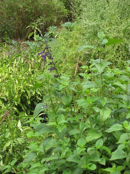 File:576px-IMG 5092 hunt0904.jpg