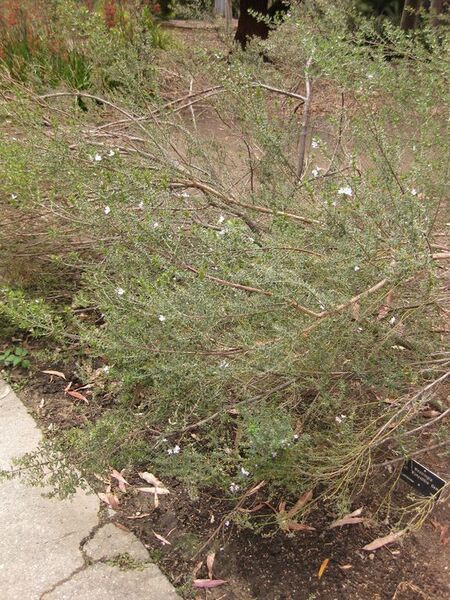 File:576px-IMG 7210 hunt09jun.jpg