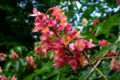 Flower of the Red Horse-chestnut (Aesculus x carnea)