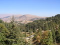 Lebanon Cedar in Al Shouf Cedar Nature Reserve