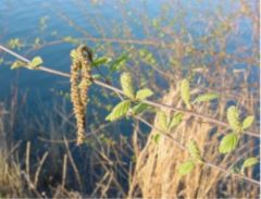 River birch with male catkins