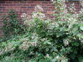 Blackberry bush in late June in UK