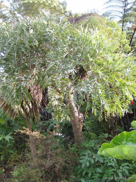 File:Cussonia paniculata-IMG 7587 sfbg0308.jpg