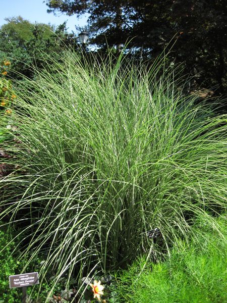 File:IMG 0030 nybg09.jpg