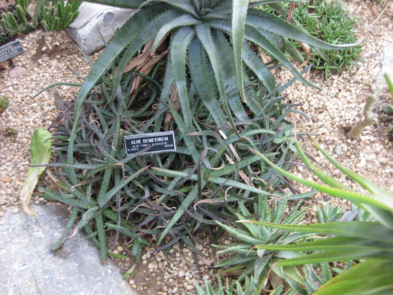 File:IMG 1285 bbg09.jpg