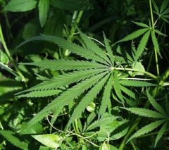 Leaf of a Cannabis plant