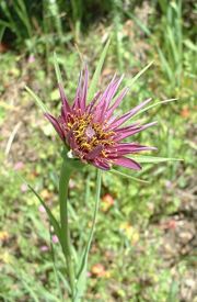 Purple Salsify, Tragopogon porrifolius