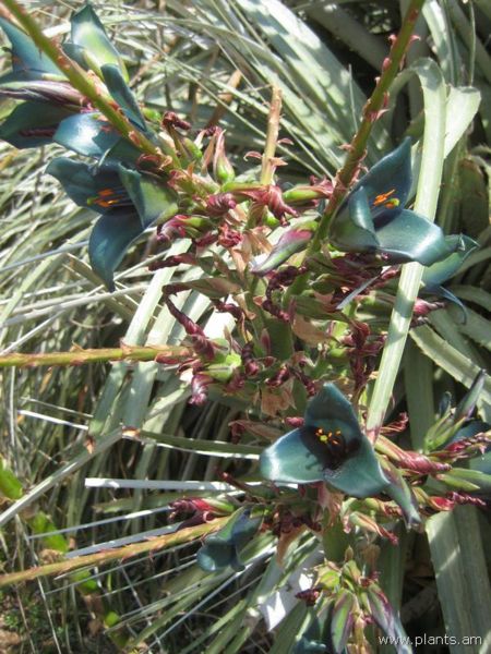 File:Puya alpestris-IMG 2961 lokrun.jpg