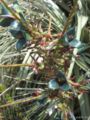 puya alpestris
