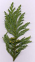 Chamaecyparis pisifera foliage and cones