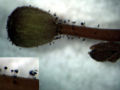Thumbnail for version as of 16:03, 1 March 2009