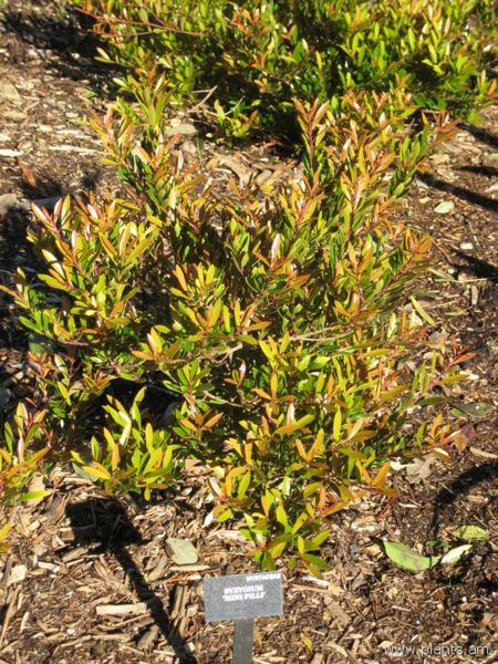 File:Syzygium-mini pilli-IMG 7021 sfbg0308.jpg