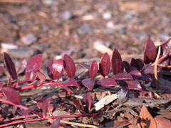 A plant at the US Botanical Garden