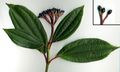 Thumbnail for version as of 15:14, 27 April 2007