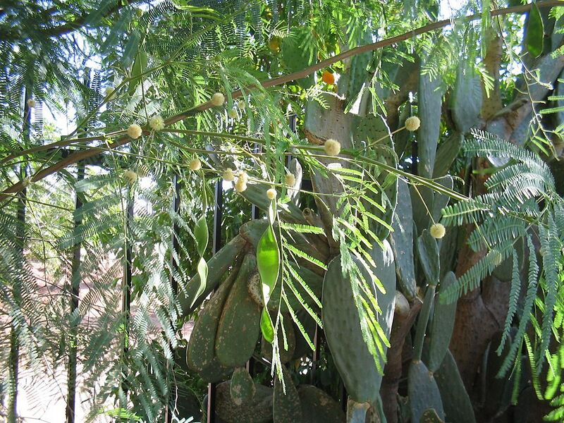 File:1024px-Acacia-berlandieri-pods.jpg