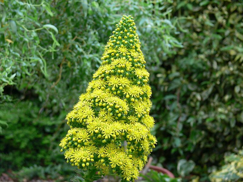 File:1024px-Aeonium undulatum flower head 4.jpg