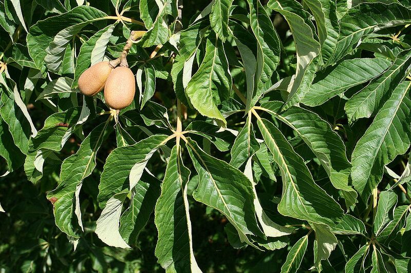 File:1024px-Aesculus x mutabilis 'Induta' JPG1FeFr.jpg