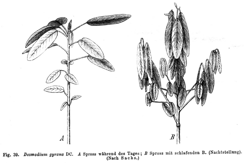 File:1024px-Codariocalyx motorius Taub39.png
