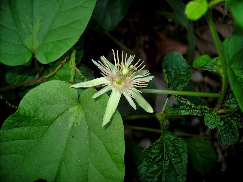 File:1024px-Passiflora rubra.jpg