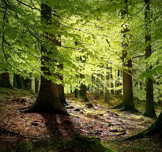 File:1090px-Grib skov.jpg