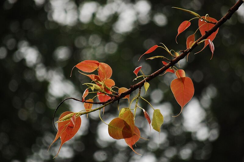 File:1280px-Ficus religiosa.JPG