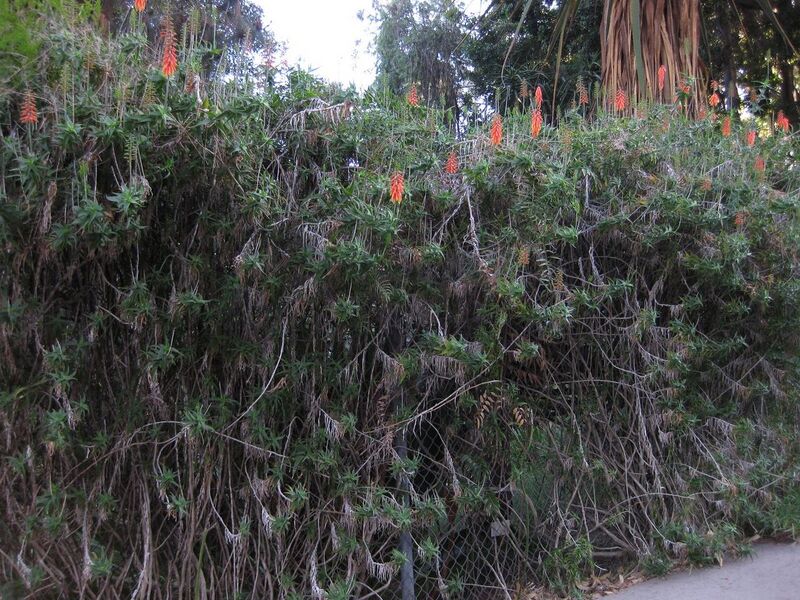 File:1280px-IMG 2777 ucla09.jpg