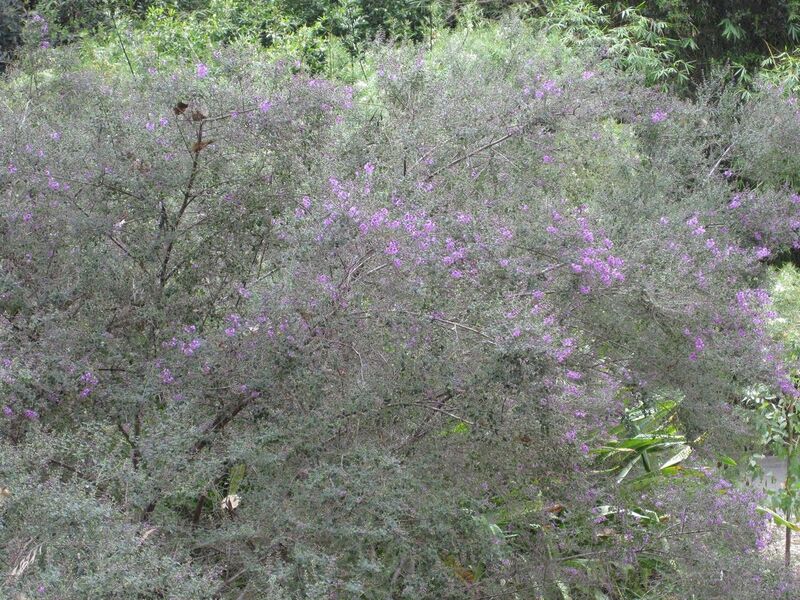 File:1280px-IMG 4696 hunt0904.jpg