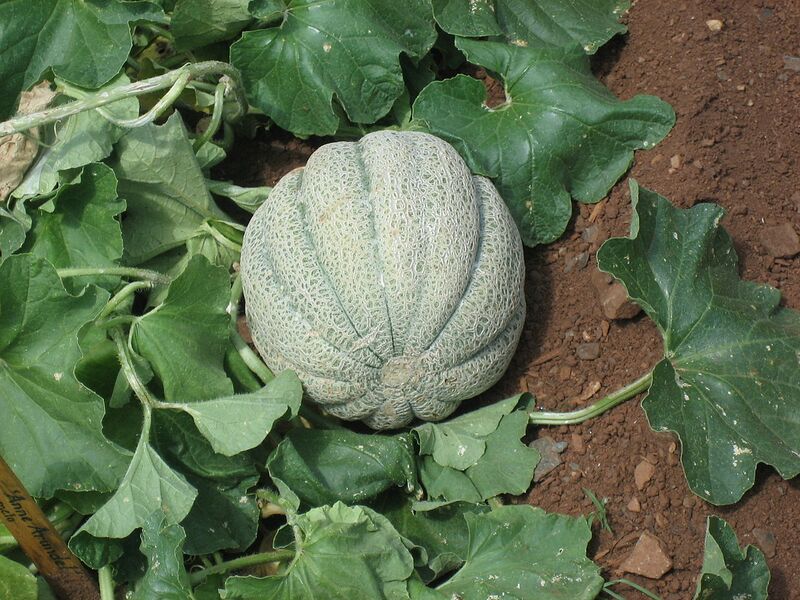 File:1280px-Muskmelon.jpg