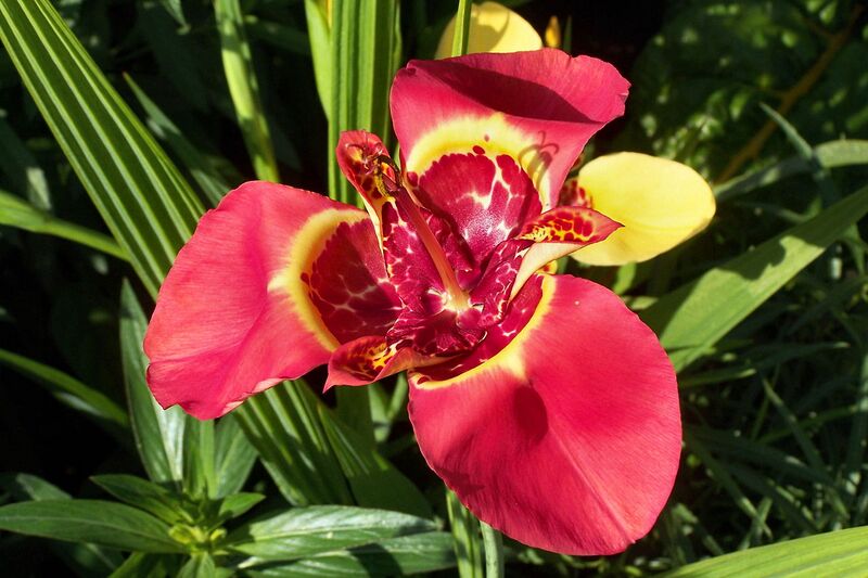 File:1280px-Unbekannte Blume-2.JPG